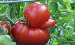 पाकिस्तान में टमाटर की रक्षा के लिए अब पुलिस, 320 हुआ एक किलो का दाम !!