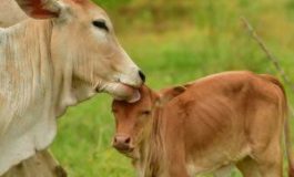 अयोध्या में 'cowकोट' बनाने की पूरी तैयारी... कोट की कीमत जान रह जाएंगे हैरान...