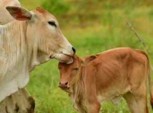 अयोध्या में 'cowकोट' बनाने की पूरी तैयारी... कोट की कीमत जान रह जाएंगे हैरान...