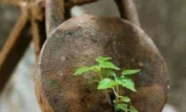 इम्यूनिटी मजबूत तो हर बीमारी रहेगी दूर..