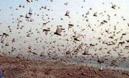 गुरुग्राम और रेवाड़ी में घुसा टिड्डी दल, हरियाणा सरकार ने जारी किया अलर्ट..