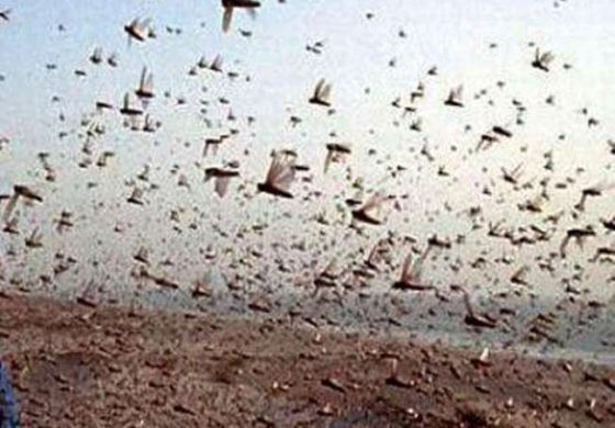 गुरुग्राम और रेवाड़ी में घुसा टिड्डी दल, हरियाणा सरकार ने जारी किया अलर्ट..