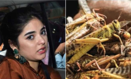 टिड्डियों पर जायरा वसीम ने कही ऐसी बात, ट्रोल हुई जमकर..