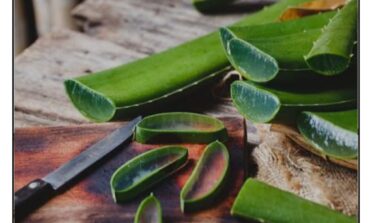 The Healing Power of Aloe Vera