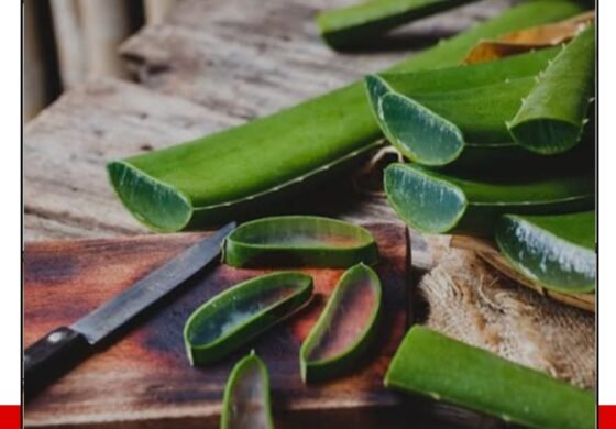 The Healing Power of Aloe Vera