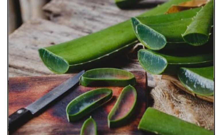 The Healing Power of Aloe Vera