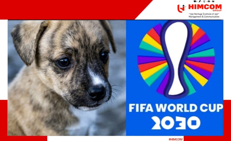 Morocco Criticized for Killing Stray Dogs Before FIFA 2030