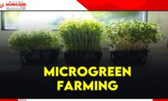माइक्रो-ग्रीन क्रांति: भारत में पोषण और रोज़गार का नया रास्ता”